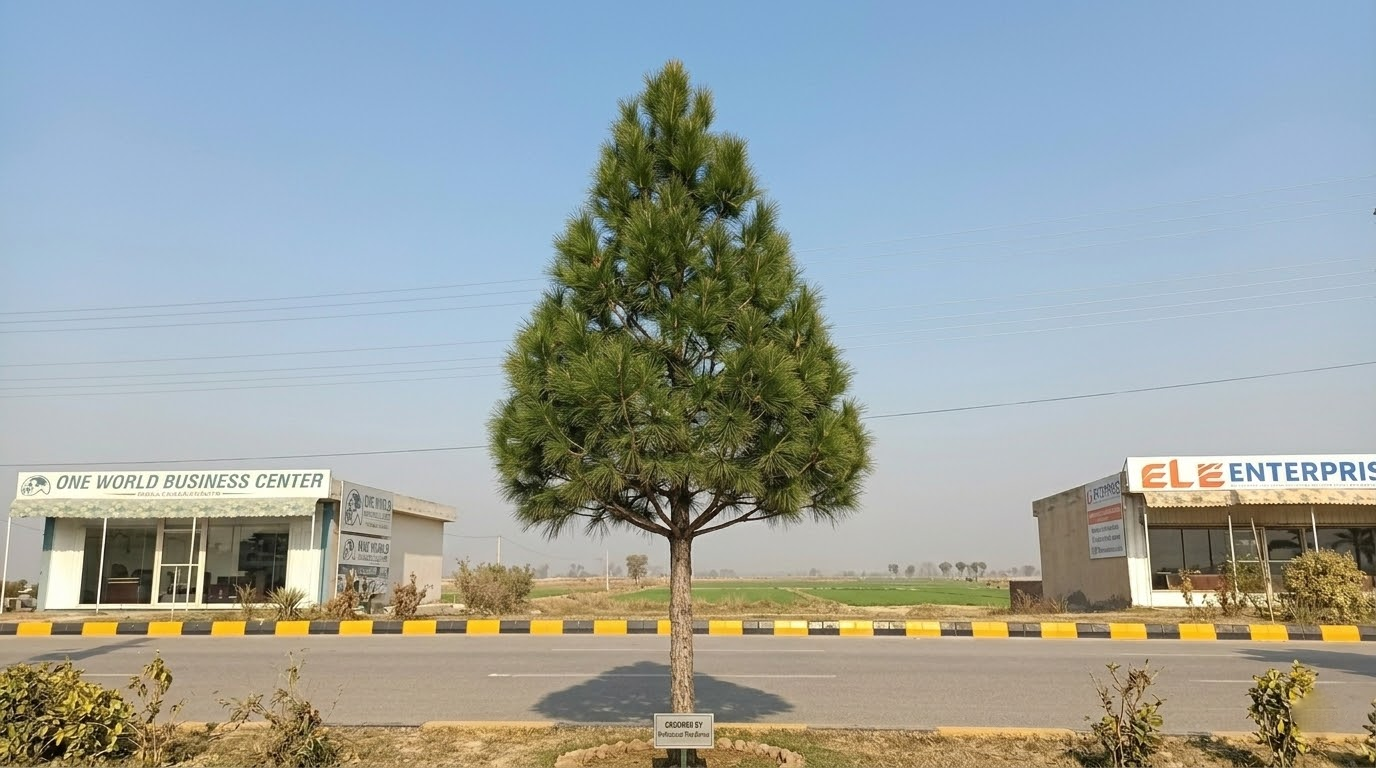 After: Clean trimmed tree